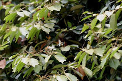 Pterospermum reticulatum